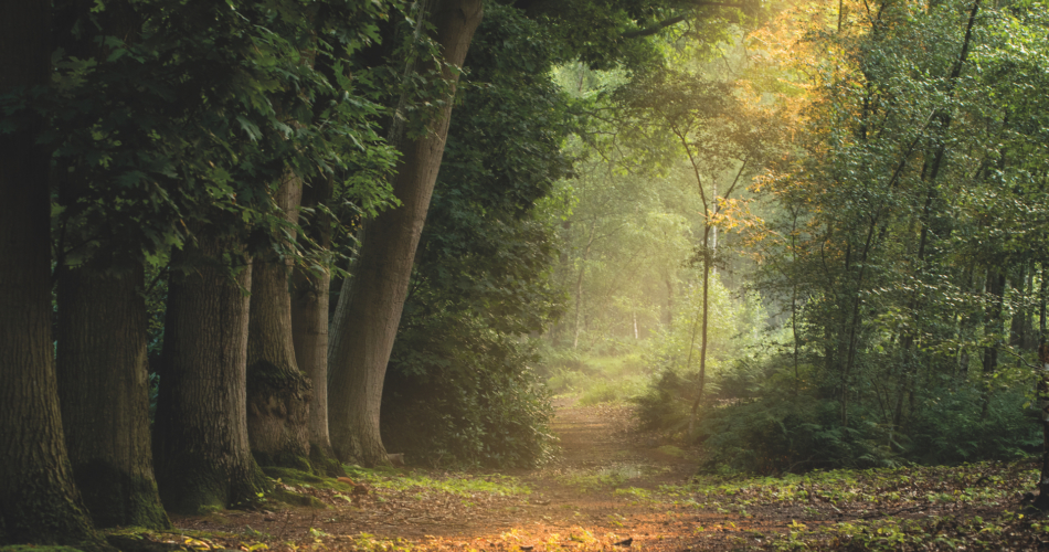 Boek ‘Met andere ogen – natuur in Zundert’ 5