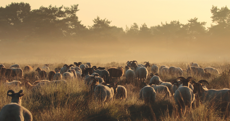 heideschapen lange maten