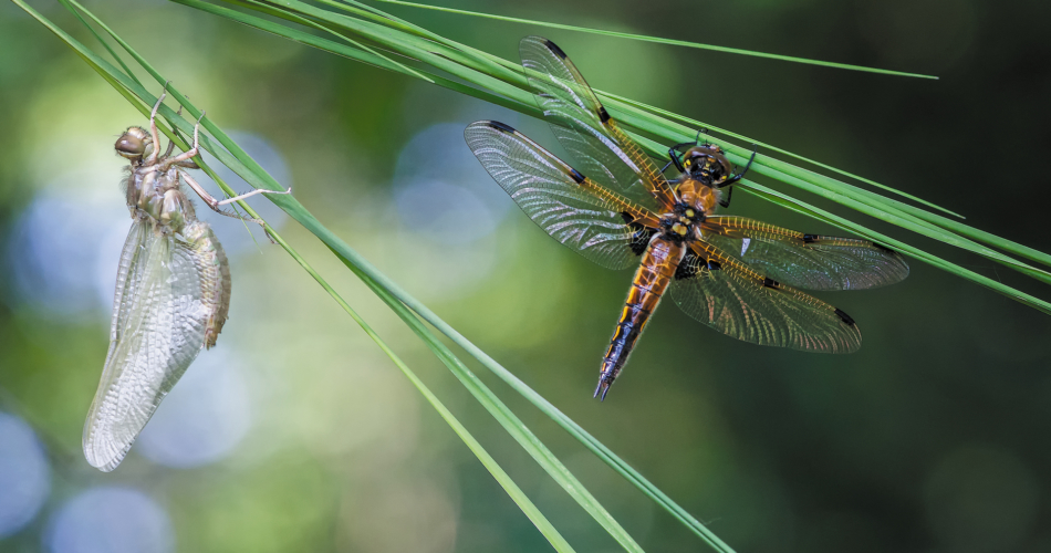 Boek ‘Met andere ogen – natuur in Zundert’ 7