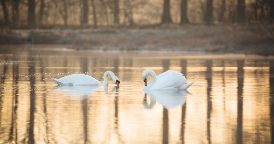 Boek ‘Met andere ogen – natuur in Zundert’ 1